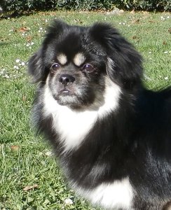 fido hlavni